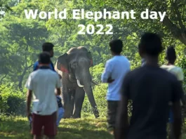 World Elephant day 2022 in Hindi