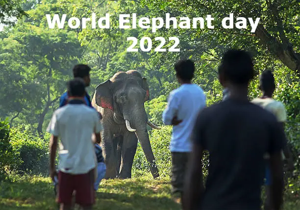 World Elephant day 2022 in Hindi